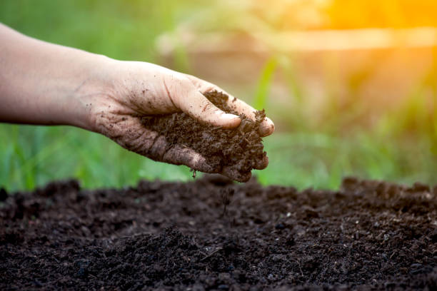 Plantation Development
